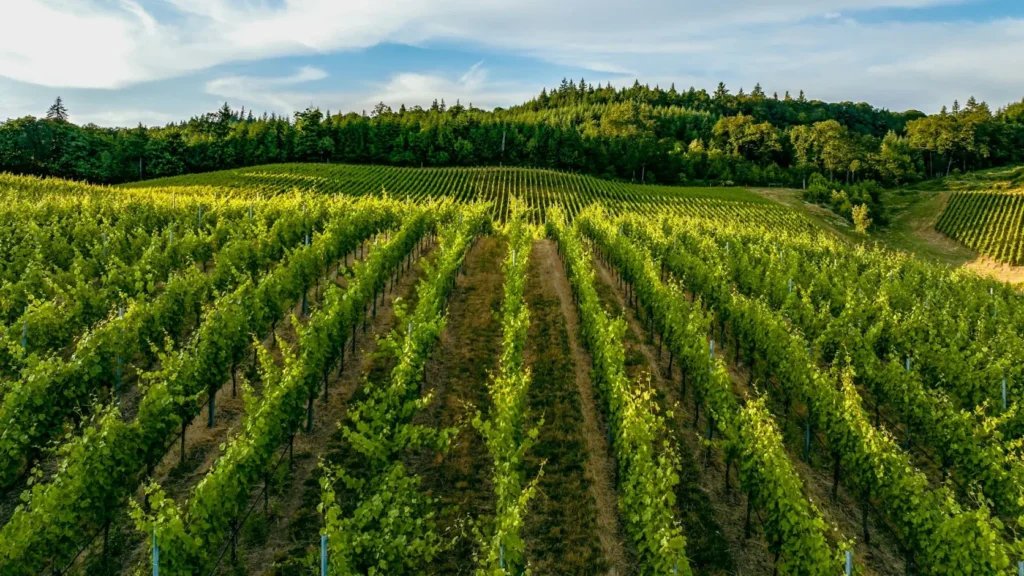 Vineyard at sunset